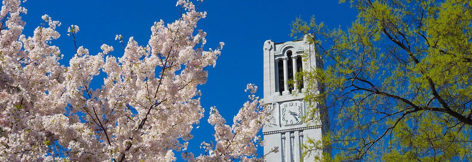 image of NC State belltower behind cherry blossoms and trees